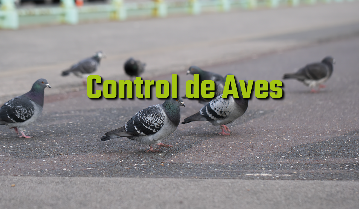 El control de plagas de aves incluye métodos de disuasión (redes, pinchos, dispositivos visuales o sonoros), cetrería con aves rapaces para ahuyentarlas, y métodos culturales para eliminar fuentes de alimento y agua.