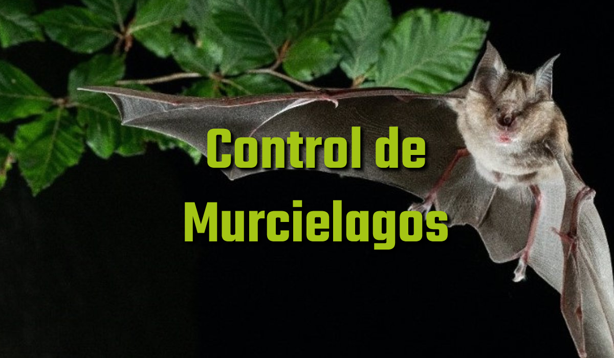 Para el control profesional de murciélagos se deben realizar trabajos especializados que utilizan métodos de ahuyentamiento, exclusión y sellado, sin dañar a los animales protegidos por ley