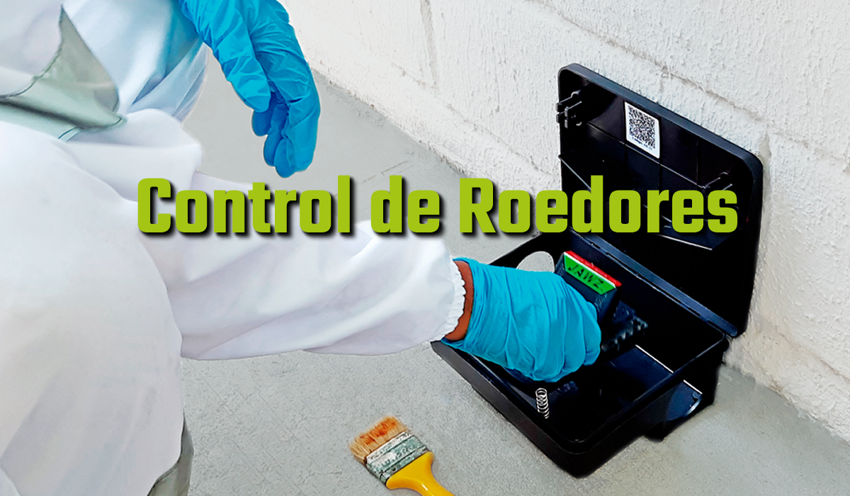 El control de plagas de roedores implica tres líneas de acción: prevención, mediante el sellado de entradas y la limpieza; el control directo con trampas y rodenticidas; y la profesionalización con la ayuda de expertos en desratización para infestaciones graves.